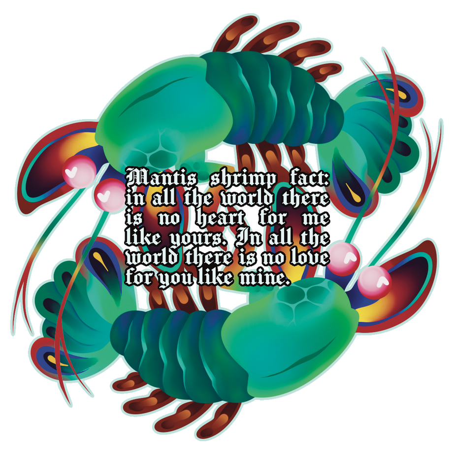 "mantis shrimp fact sticker"