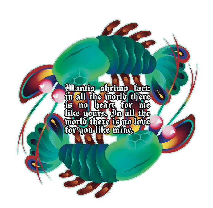 Mantis Shrimp Fact
